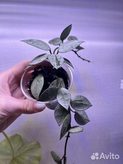 Хойя лакуноза эскимо сильвер