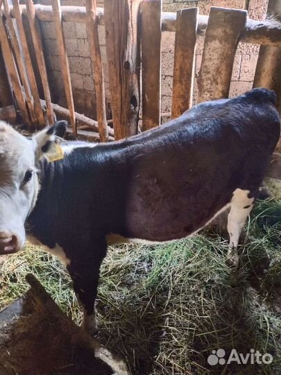 Продажа телка