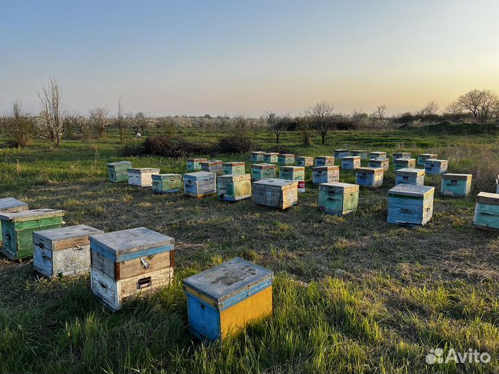 Ульи с пчелами