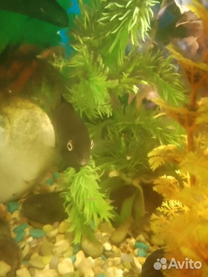 Аквариумные рыбки