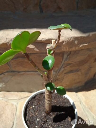 Суккуленты. Крассула: Овата Минор (денежное древо)