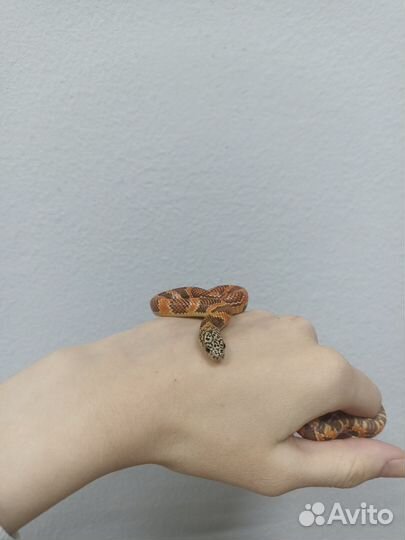 Королевская змея