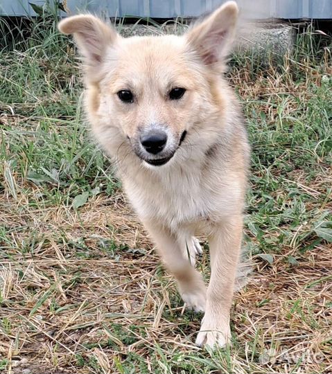 Молодая собачка 1 годик. Стерилизована