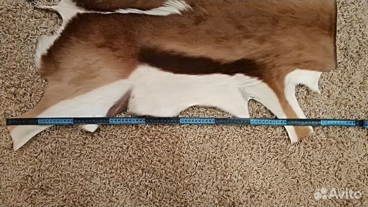 Шкура спрингбока (антилопа)