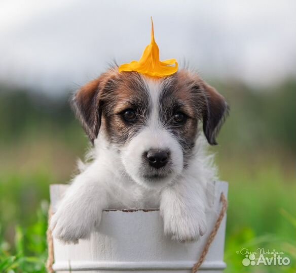 Щенки джек рассел терьер