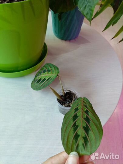 Маранта триколор