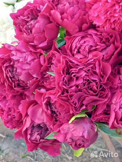 Пионы, букет, срезка, сезонные цветы