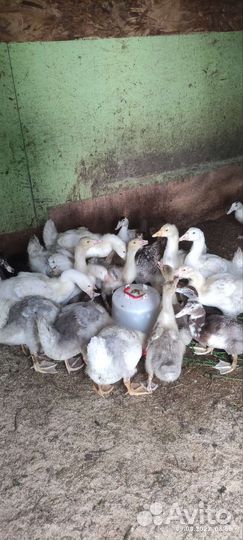 Индюк,гуси,куры