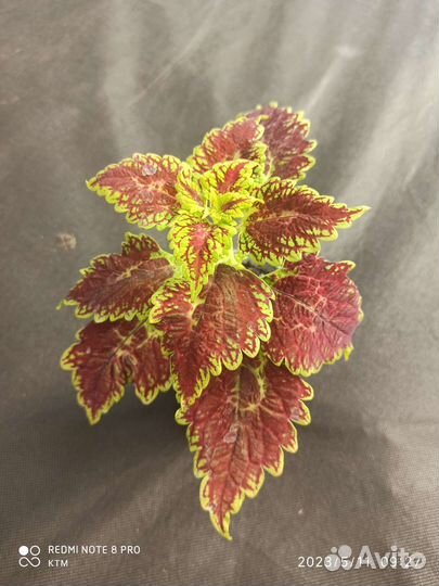 Колеусы вегетативные