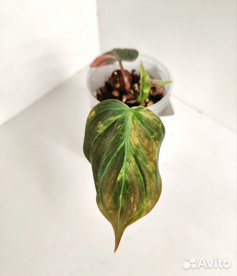 Филодендрон миканс вариегатный