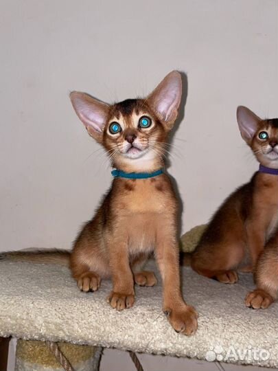 Абиссинский мальчик