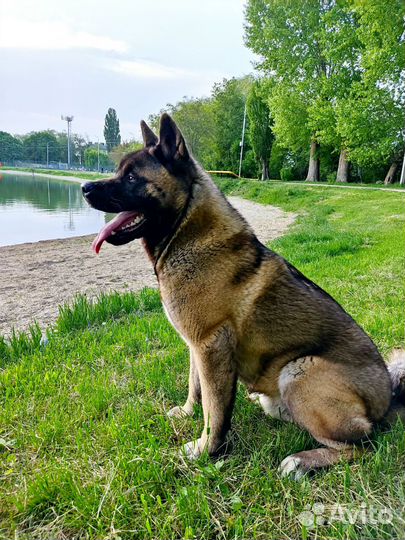 Вязка собак, Американская Акита