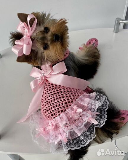 Вязанная одежда для собак