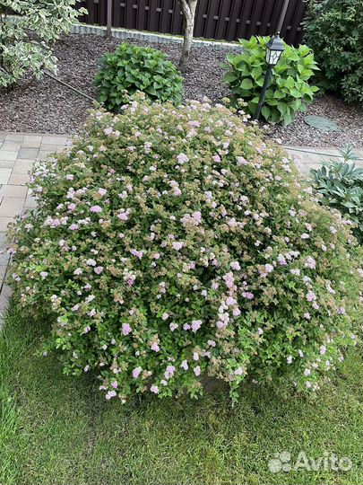 Спирея японская