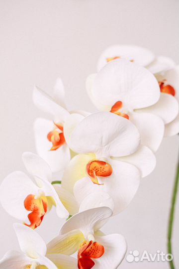 Орхидея дендробиум