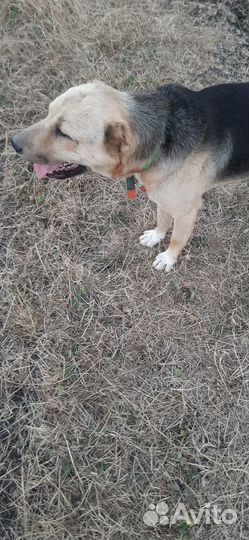 Молодой кобель