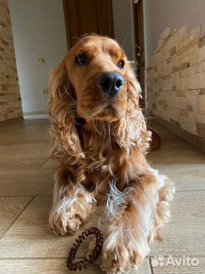 Вязка английский кокер спаниель кобель