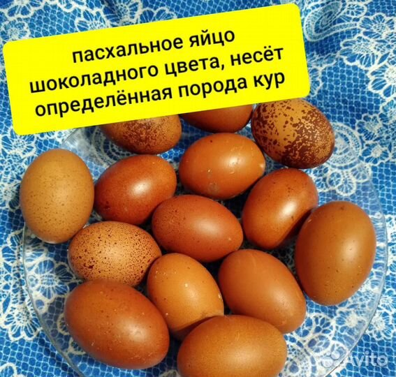 Куриное яйцо