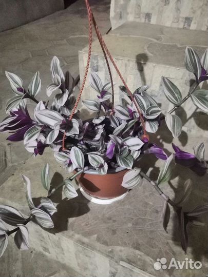 Традесканция Нанук и Крымская