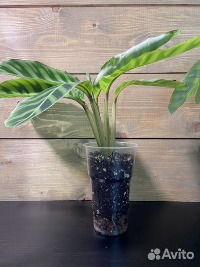 Калатея Зебрина