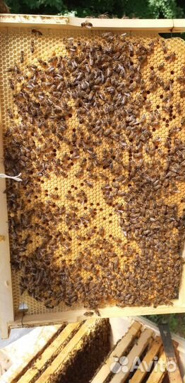 Пчелопакеты