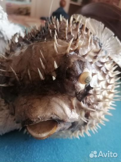 Чучело рыбы еж