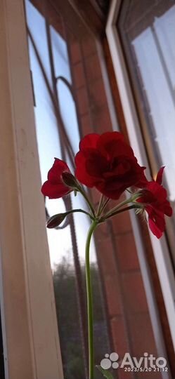 Плющелистная пеларгония