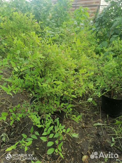 Спирея японская