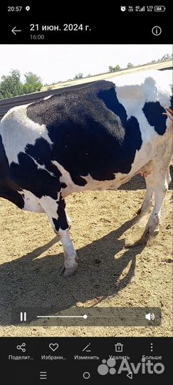 Продам коров