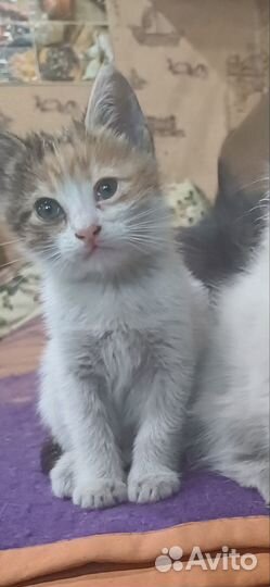 Отдам двух котят