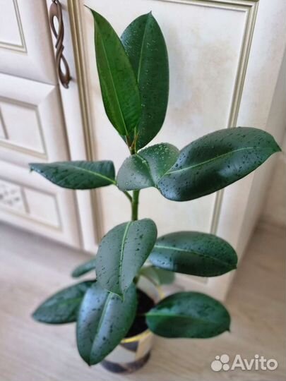 Фикус эластика