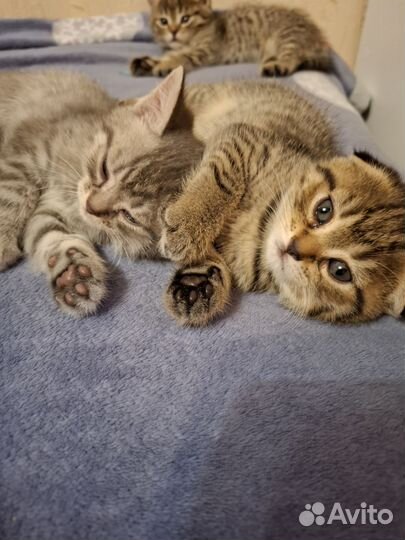 Шотландские котята