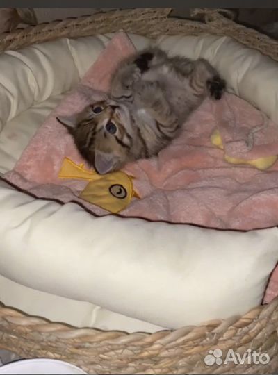 Кошка в дар