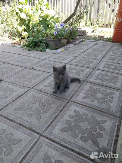 Котята в добрые руки бесплатно 2.5 месяца