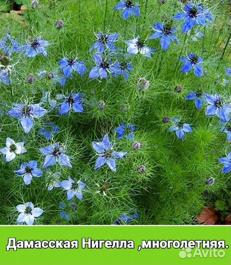 Многолетники садовые