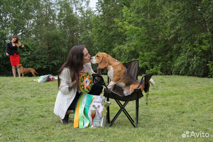 Бигль вязка