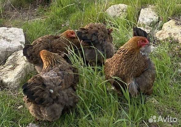 Цыплята Брама