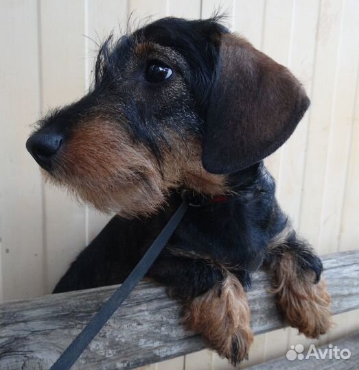 Продажа щенков таксы