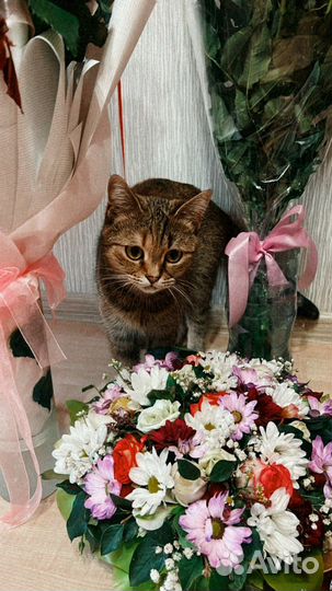 Кошка в дар