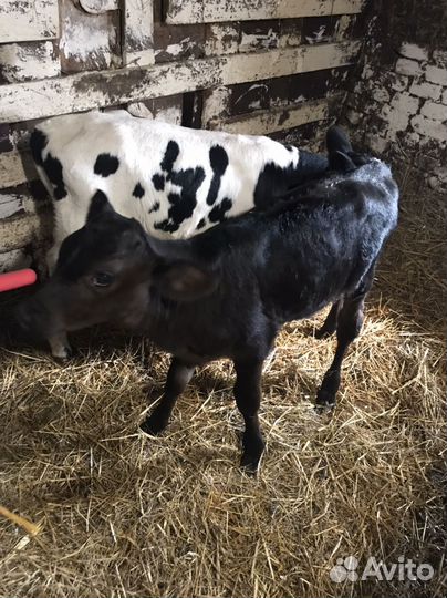 Бычок и телочка