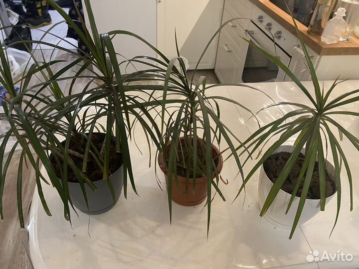 Пальма драцена