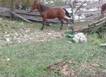 Лошади тяжеловозы