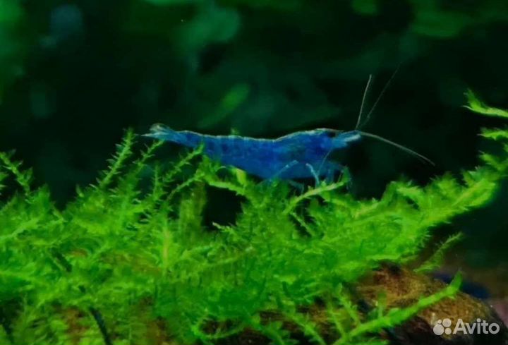 Креветки блю дрим