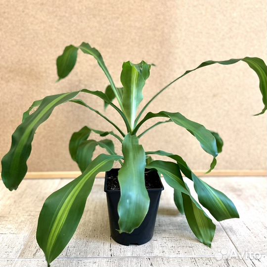 Драцена душистая