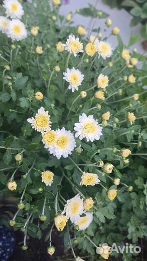 Хризантемы рано цветущие