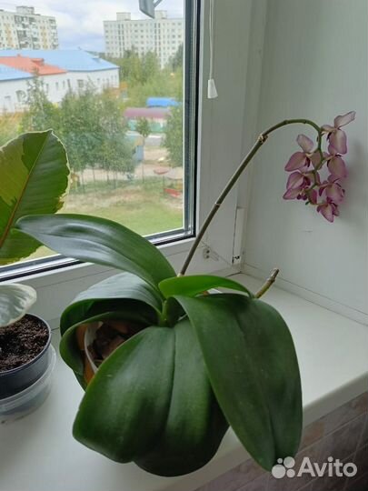 Орхидея фаленопсис трилипс