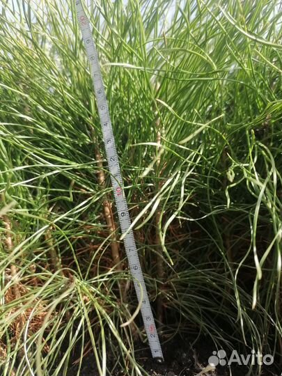 Сеянцы сосны