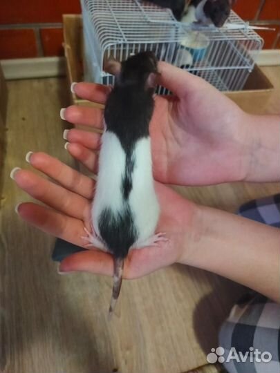 Декоративная крыса