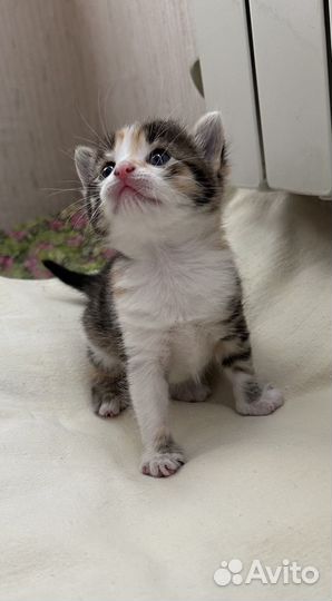 Трехцветные котята