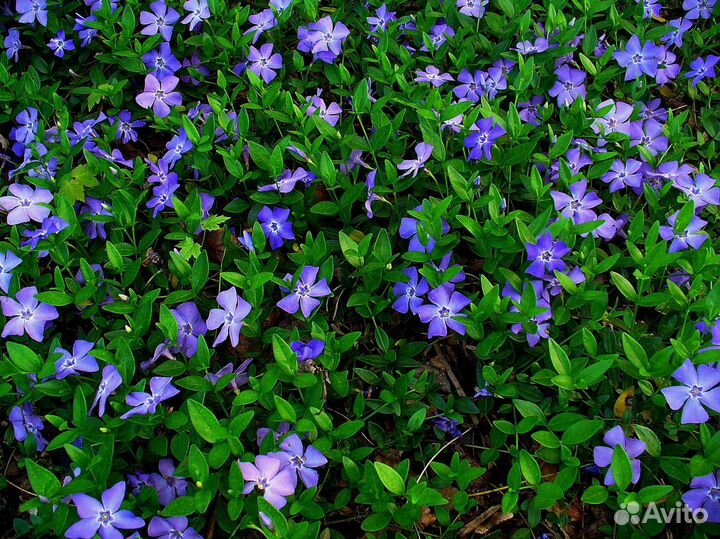 Многолетние садовые цветы